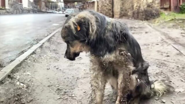 Il cane era stanco e in preda alle convulsioni: con la bava alla bocca, implorava attenzioni e chiedeva aiuto – Video