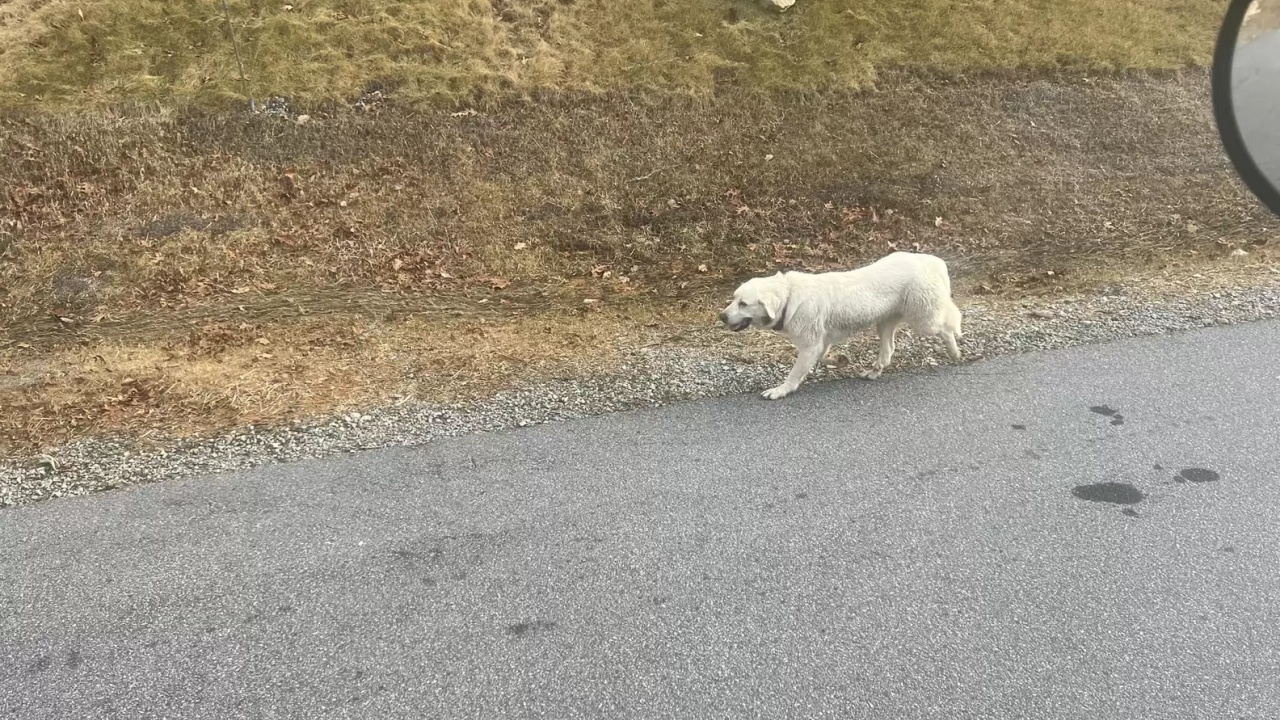 cane spaventato vaga in città