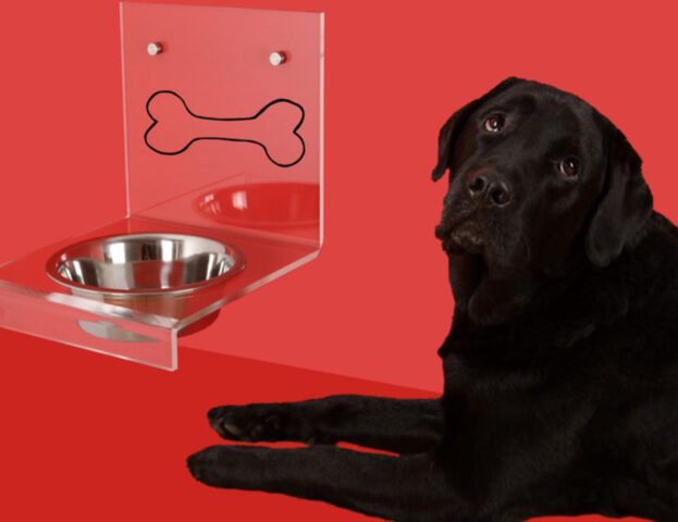 Il cane sbrodola quando beve? I modi migliori per insegnargli ad asciugare il muso sono questi qui