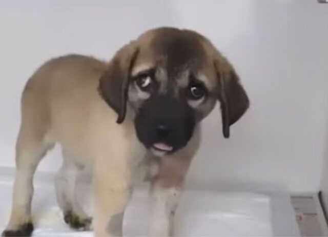 Il cucciolo di cane abbandonato si è trasformato nella creatura più tenera e amabile che si sia mai vista