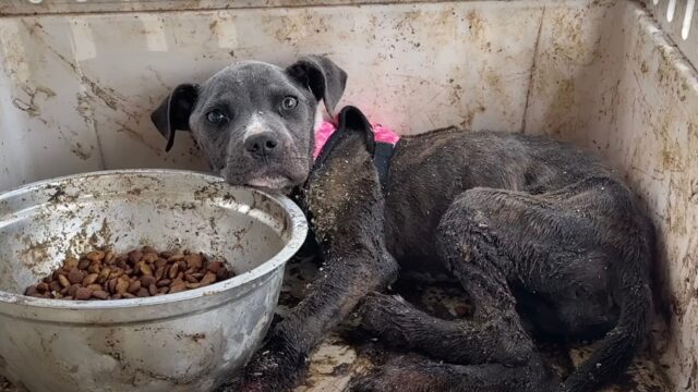 Il modo in cui l’hanno trovata è spaventoso: questa povera cagnolina giaceva nell’incuria più assoluta – Video