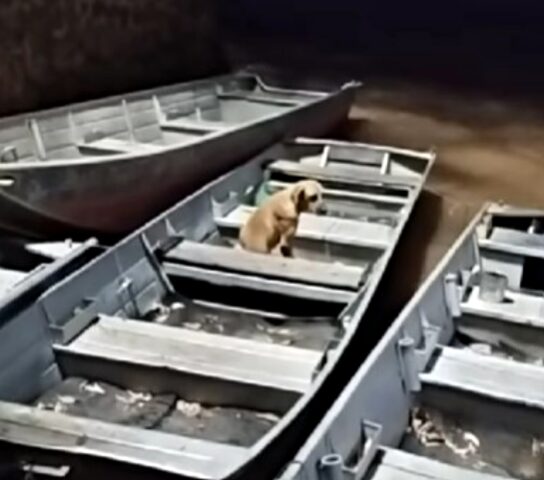 Il pescatore è morto, ma il cane non lo sa: lo aspetta ogni giorno sulla barca, con gli occhi pieni di dolore