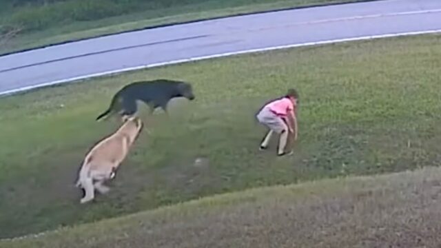 Il randagio, sentendosi minacciato, si lancia contro il bambino ma il suo cane interviene e lo salva miracolosamente – Video