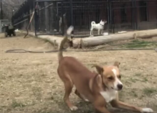 Il suo vecchio padrone ha fiaccato lo spirito e il corpo della cagnolina colpendola, ma la sua anima è indistruttibile
