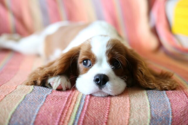 In questa Regione italiana è in arrivo un progetto per trovare casa ai cani se il loro padrone muore