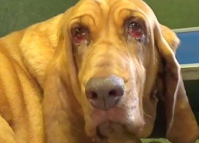 La Bloodhound è stata scaricata senza pietà,i padroni non avevano tempo né voglia di prendersi cura di lei