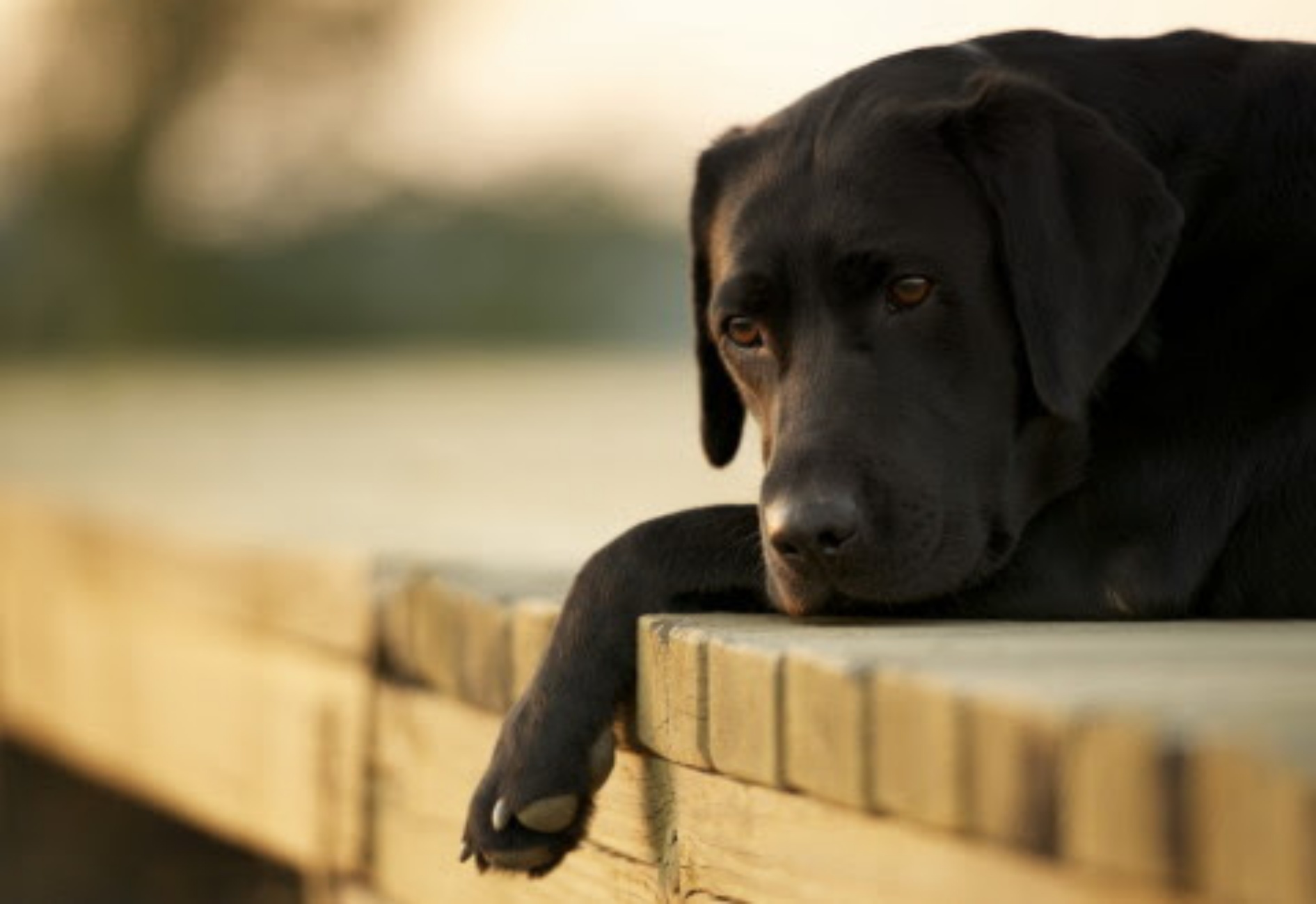 donna sceglie di dare via il cane per punire figlia