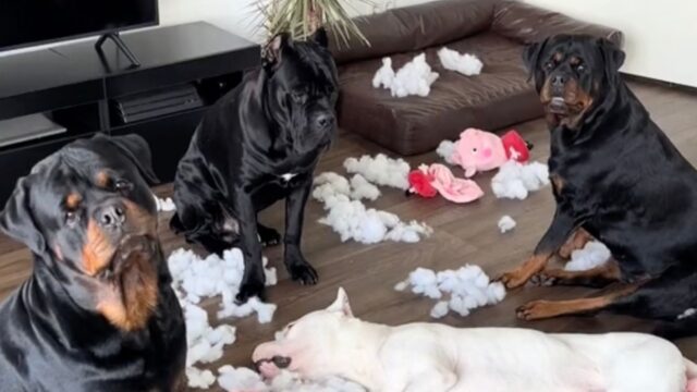 La situazione è precipitata velocemente: i tre cani hanno impiegato solo 60 secondi per “giocare” con i peluche