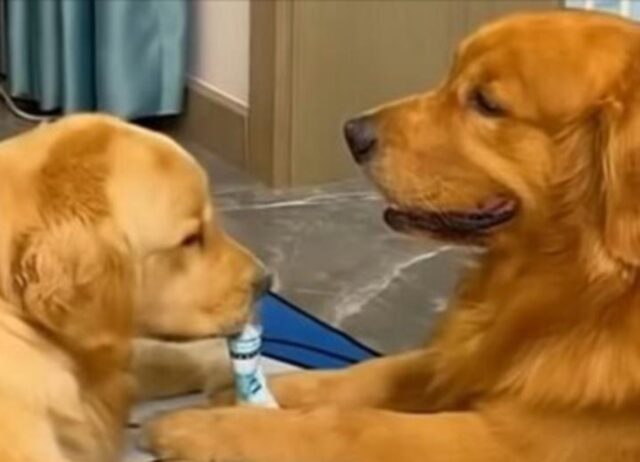 La sua compagna è incinta, così questo Golden Retriever decide di dimostrarle tutto il suo supporto 