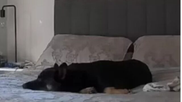 La videocamera mostra chiaramente come si comporta il cane quando la padrona torna a casa, dopo una giornata d’attesa