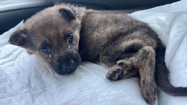 Lasciato per strada, il cucciolo di cane non riusciva neanche a sollevare la testa per tutto il dolore che stava provando – Video