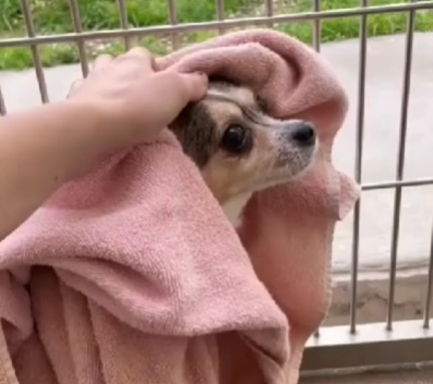 cane adottato da rifugio