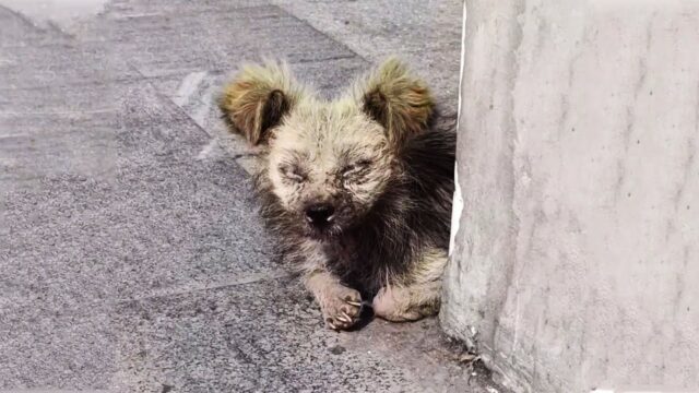 Le sue condizioni erano disperate, ma il cane randagio aspettava ancora qualcuno che potesse dargli affetto – Video