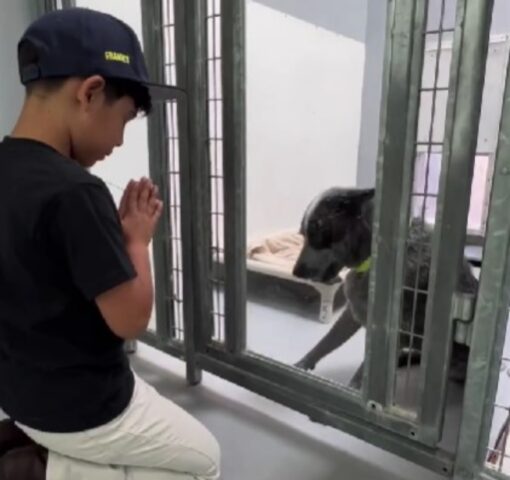 L’incredibile cuore di questo ragazzo: visita il rifugio per cani e si commuove, iniziando a sperare che tutti trovino una famiglia