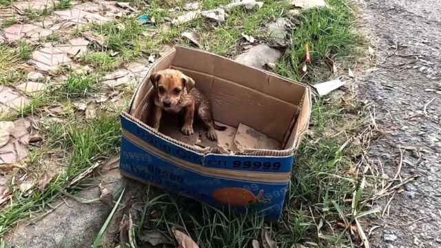 Lo hanno abbandonato perché era malato, pensando che non avesse speranze: il cucciolo di cane era solo per strada – Video