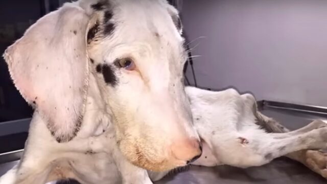 Lo hanno lasciato indietro, decidendo di affamarlo: il cane era così magro da sembrare spacciato – Video
