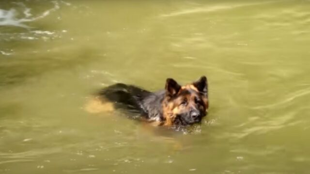 Lo hanno legato a un sasso e gettato nel fiume, eppure il cane cercava con tutte le sue forze di sopravvivere – Video