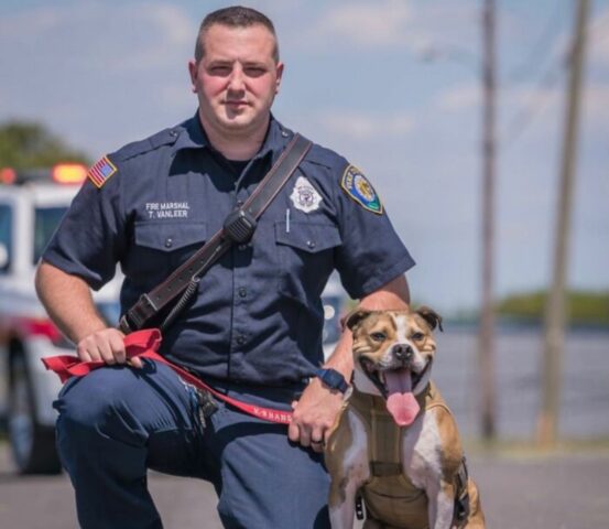 Lo hanno salvato dai ring dei combattimenti tra cani, adesso questo cane è un supereroe