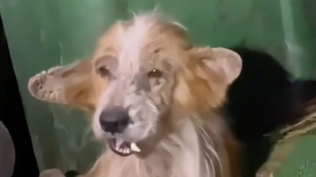 Lo hanno trovato nella spazzatura, spaventato e tremante: il povero cane era in condizioni inimmaginabili – Video