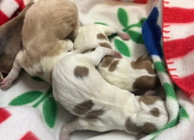 L’operaio vede un sacchetto di cibo per cani nel cassonetto e si rende conto che c’è qualcuno lì dentro
