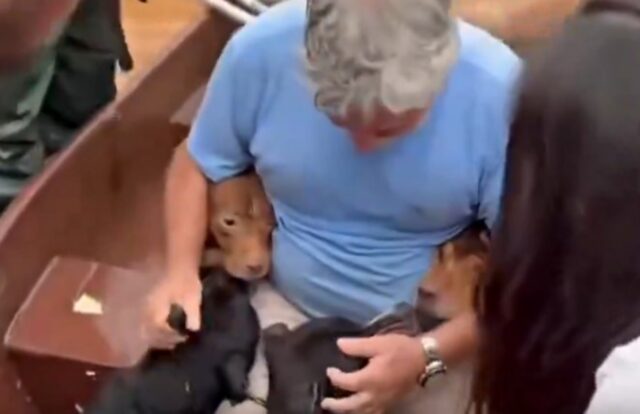 Loro prima di tutto: così quest’uomo ha rischiato la vita per salvare i suoi cani durante un alluvione