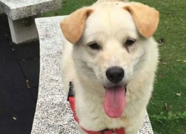 L’uomo ha visto il cane in vendita per un motivo crudele e ha capito immediatamente cosa doveva fare