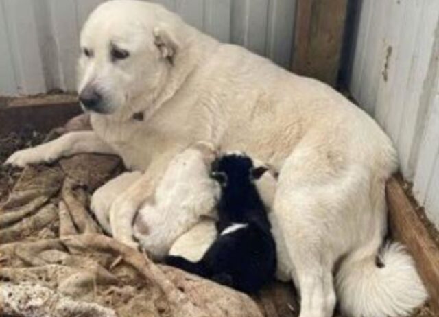 Mamma cane capisce che un cucciolo di un’altra specie è in difficoltà e interviene subito accogliendolo come se fosse suo