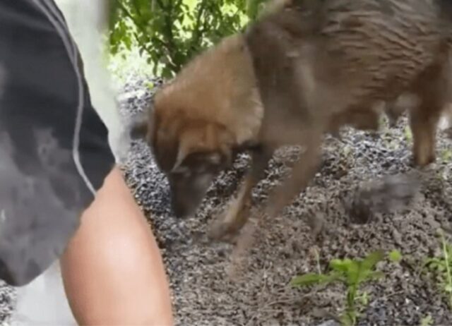 Mamma cane corre contro il tempo per cercare di salvare i suoi cuccioli che stanno annegando nel torrente