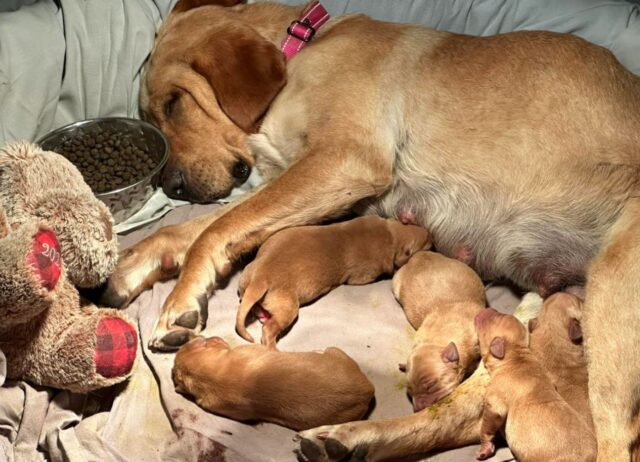 Mamma cane è stata abbandonata fuori quando era incinta, legata insieme al suo prezioso orsacchiotto