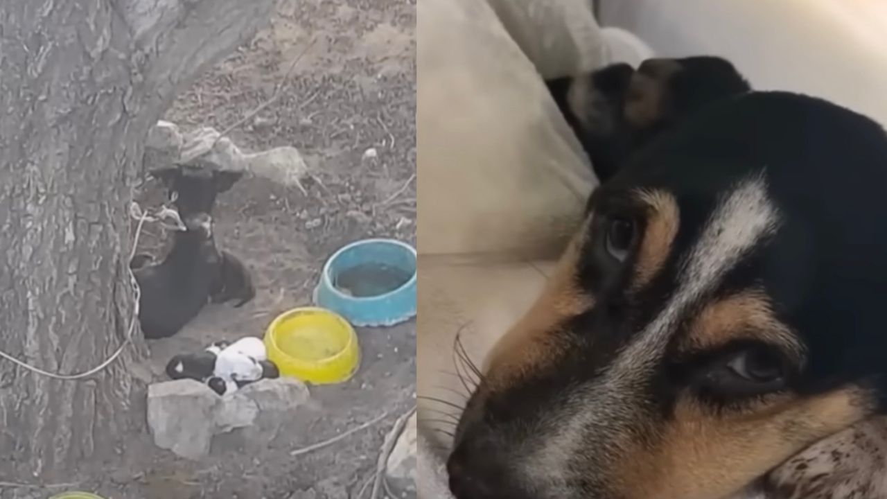 Cagnolina salvata dalle catene