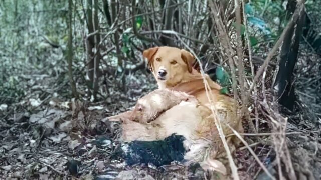 Mamma cane ha provato ad allattare i suoi cuccioli anche se era in difficoltà per via di un uomo crudele – Video