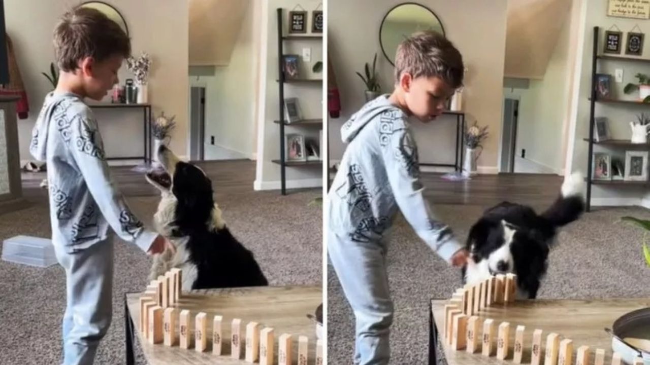 Bambino insegna effetto Domino a Border Collie