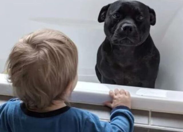 Ogni notte questo cane sguscia segretamente fuori da casa per andare a fare qualcosa dai vicini