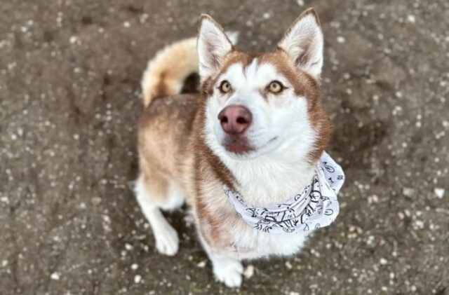 Questa cagnolina voleva disperatamente fuggire dal rifugio: c’è riuscita nel modo più bello in assoluto