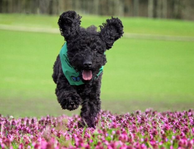 Queste 5 foto vi dimostreranno perché questo è il momento migliore per andare nei prati con i vostri cani