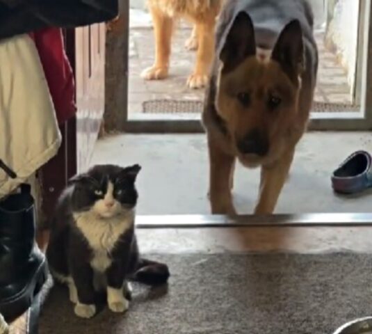 Questi tre cani hanno un cuore d’oro: così hanno portato a casa un gatto randagio in difficoltà