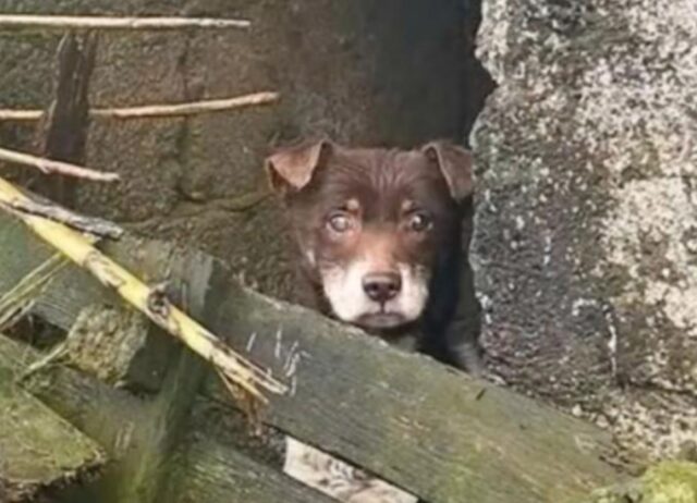 Sbirciando tra le travi il povero cane randagio con un occhio cieco sperava che fossero venuti a prendere lui