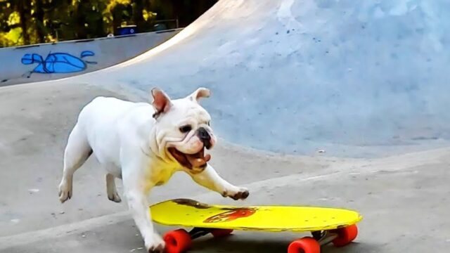 Se pensate che i Bulldog Francesi non possono essere atletici, dovreste fa vedere cosa fa questo cane con lo skateboard – Video