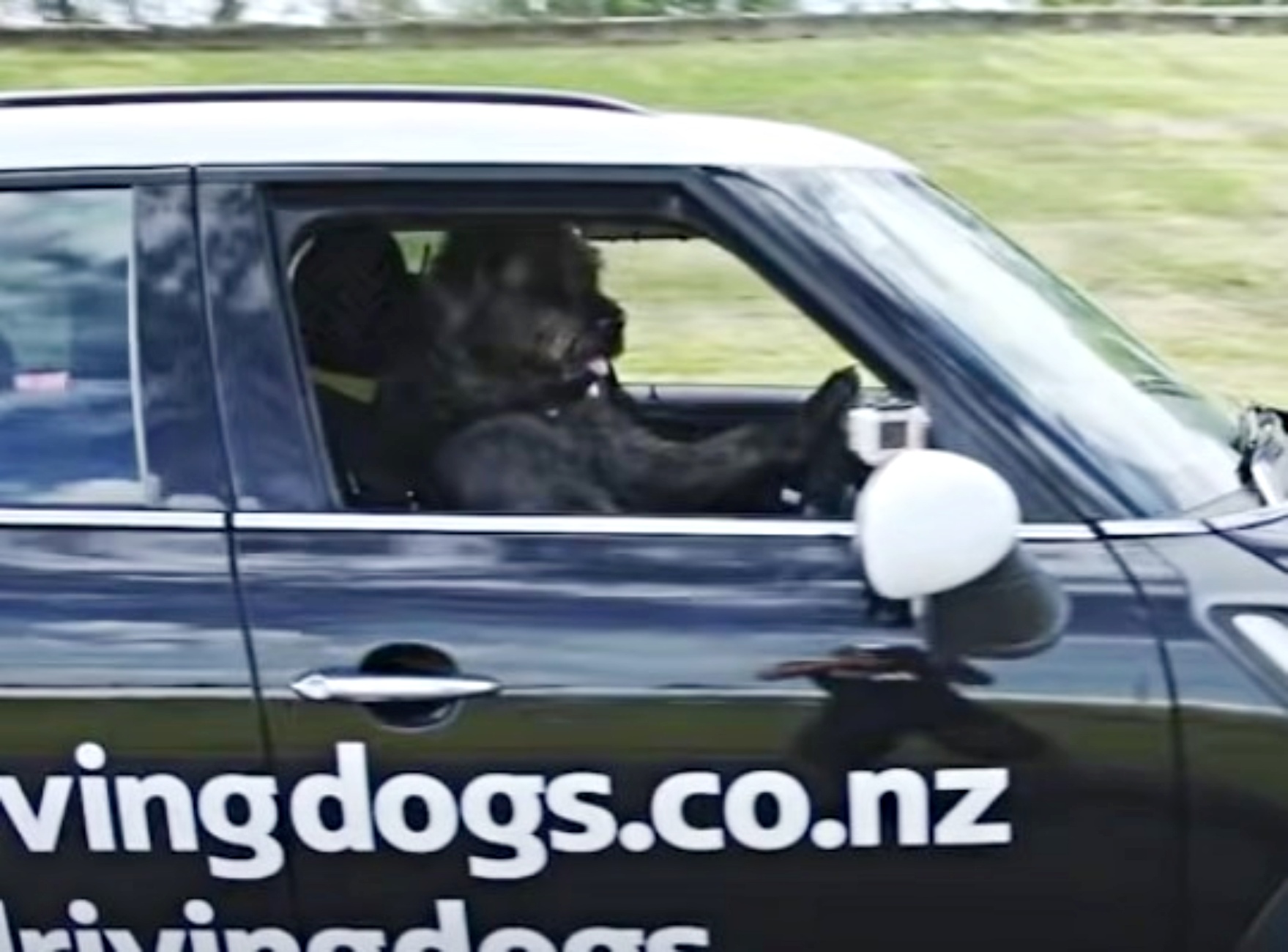 cani imparano a guidare auto