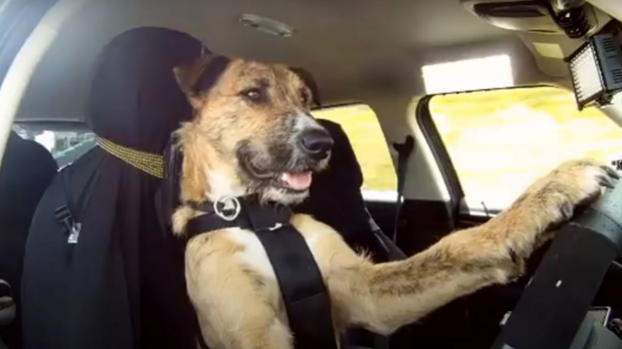 cani che sanno guidare auto