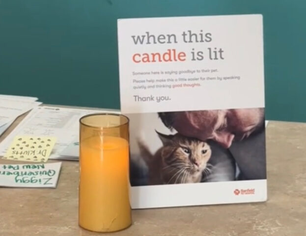 Si reca dal veterinario e nota una candela accesa: quando capisce cosa è la donna scoppia in lacrime
