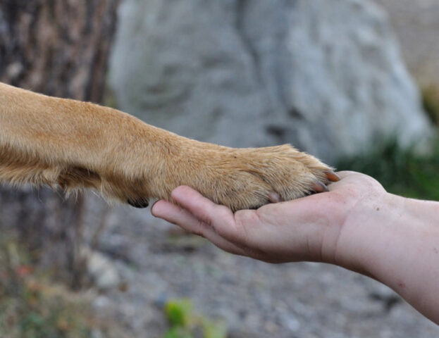 Ti stupirà sapere che il primo migliore amico dell’uomo non era un cane: a quanto pare questa è la verità