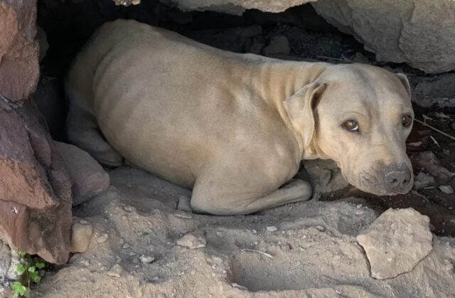 Tutto merito dei suoi occhi luminosi: questo cane si è salvato per la luce del suo bellissimo sguardo