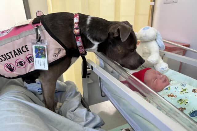 Un amore incondizionato: questo Pit Bull ha assistito al parto e alla nascita del suo piccolo fratellino