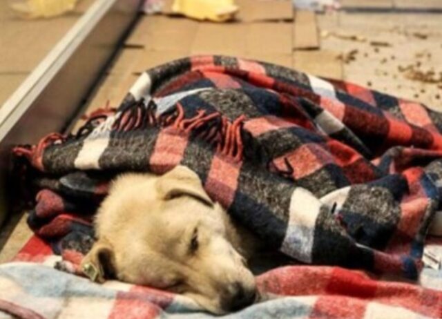 Un gesto di cura, questa caffetteria lascia entrare i cani randagi ogni notte, riparandoli e facendoli dormire al sicuro