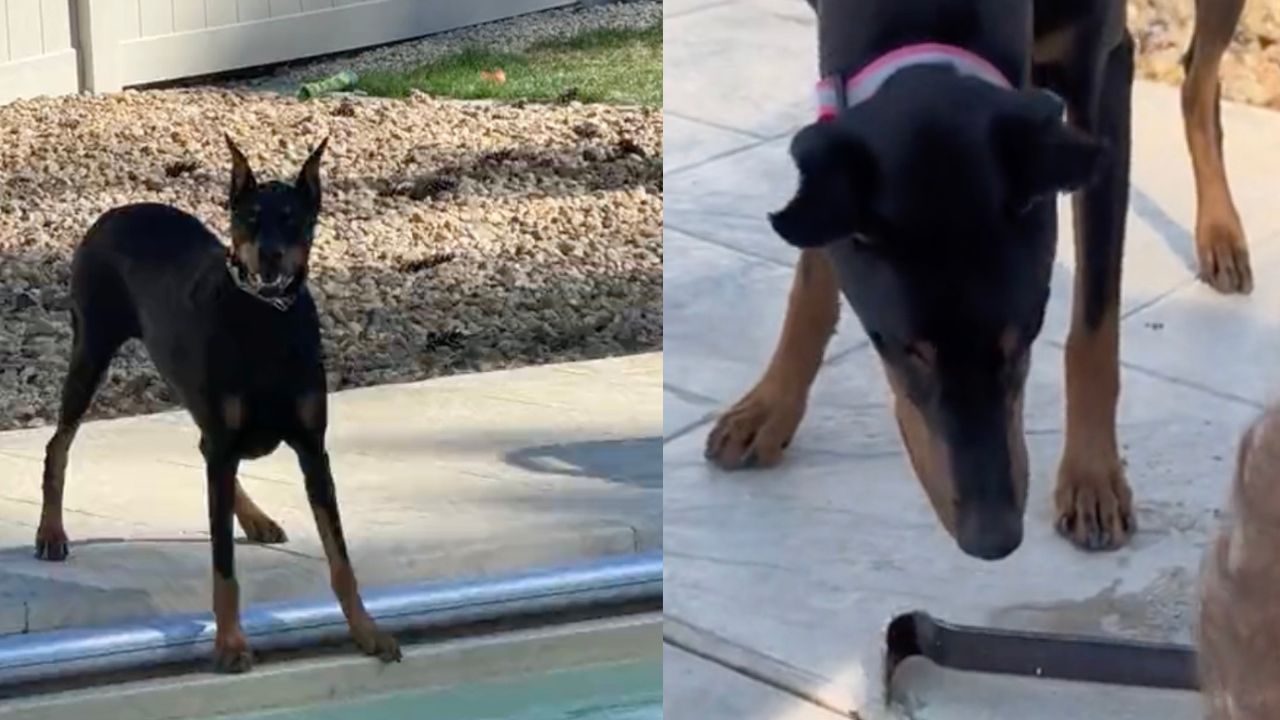 Cane ha nuovamente la sua amata pallina