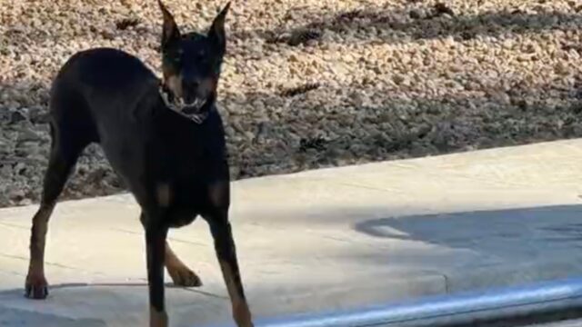 Un momento “commovente”: il cane finalmente si riunisce dopo tanto tempo con la sua amata pallina scomparsa