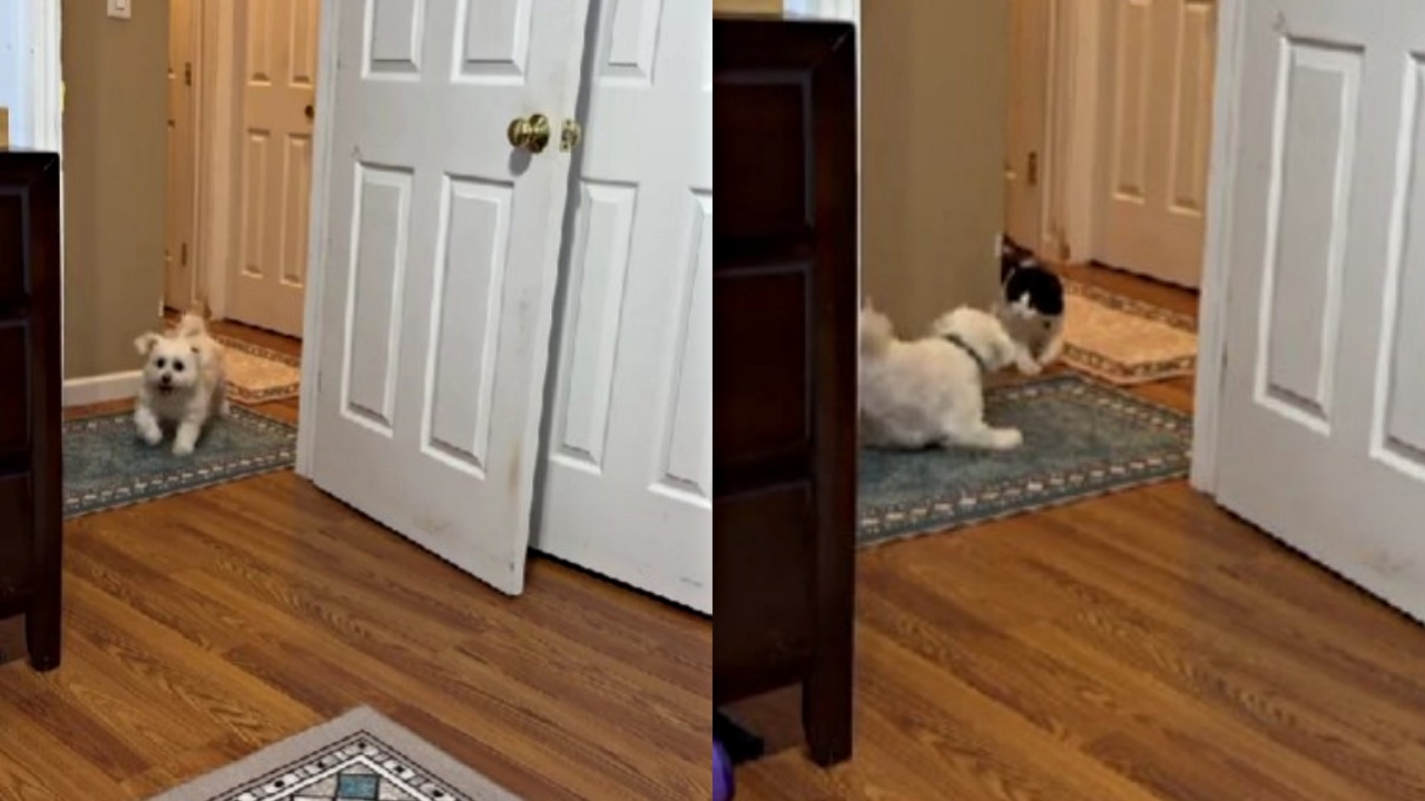 cane e gatto giocano in casa
