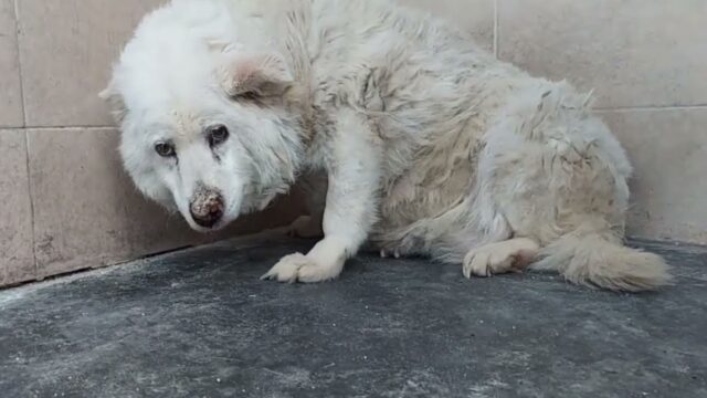 Una storia made in Italy: la rinascita della cagnolona Lorelai, dopo una vita passata in canile – Video