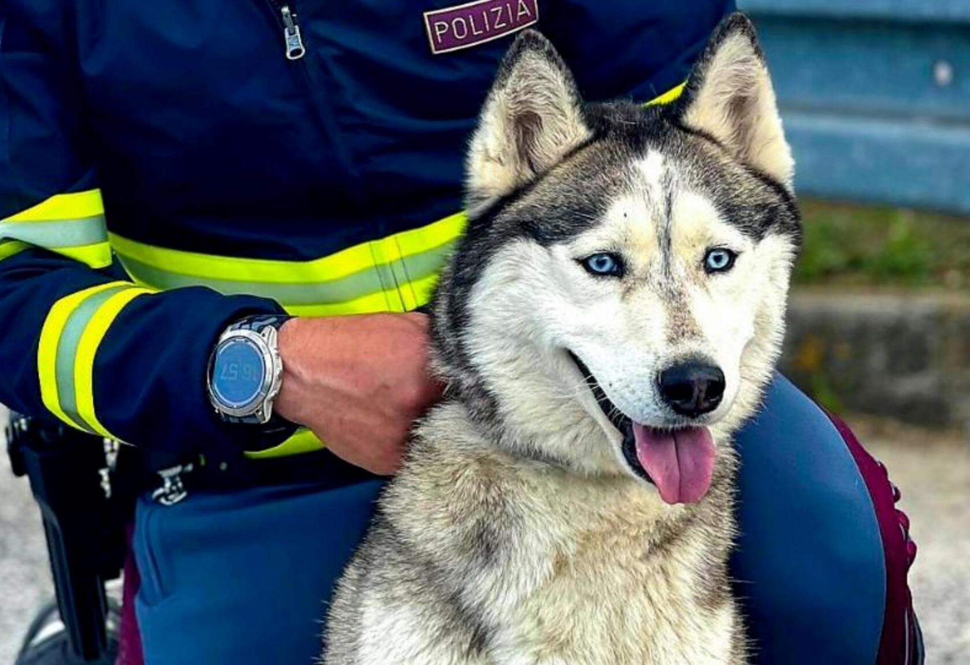 Husky salvato in autostrada dalla polizia